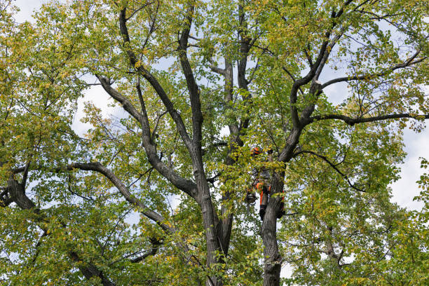 Best Tree Preservation Services  in Waldorf, MD